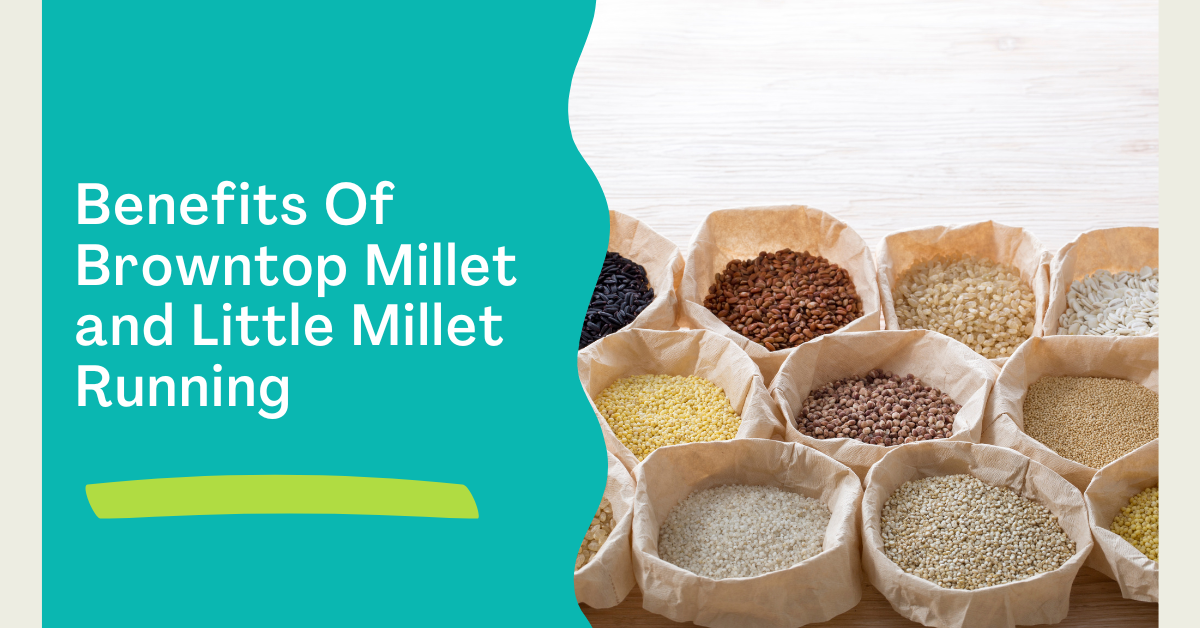 Browntop Millet